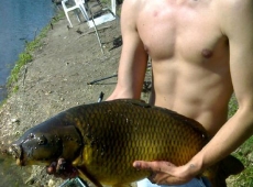 Carpa Regina - Domenico