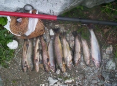 Trote torrente Servino Nel Canavese