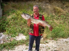 Luccio Lago Liscione