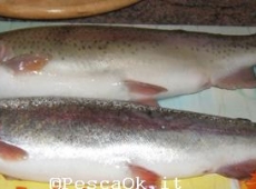 Trote 2 kg e 1,5 kg Diego e Valerio