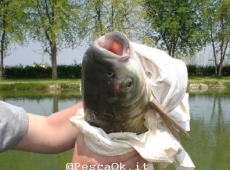 Carpa a Verona
