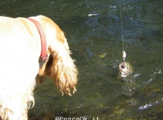 Il cane e la trota