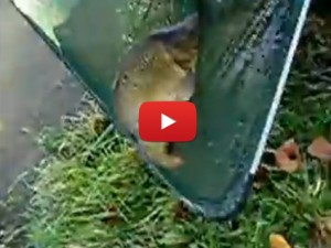 come guadinare un pesce correttamente