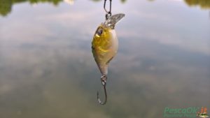 minnow kolpo monoamo