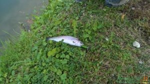 trota pescata minnow gafo kolpo