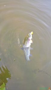 trota pescata minnow gafo kolpo2