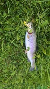 trota pescata minnow gafo kolpo3