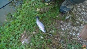 trota pescata minnow ippei kolpo