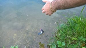 trota pescata minnow ken kolpo