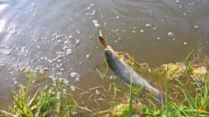 trota pescata minnow rodan kolpo