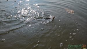 trota pescata minnow rodan kolpo2