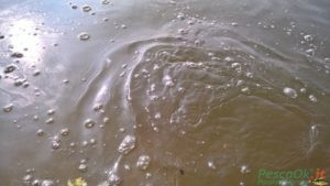 trota pescata minnow rodan kolpo3