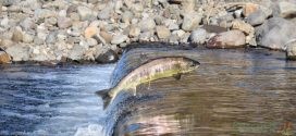 Il destino del salmone: allevamenti e soluzioni sostenibili per il benessere di pesce e consumatori