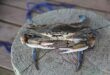 granchio blu minaccia pesca in mare