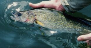 pesce in mano ad un pescatore sul pelo dell'acqua