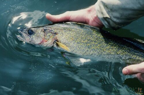 pesce in mano ad un pescatore sul pelo dell'acqua