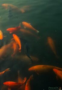 Pesci rossi che nuotano nel lago