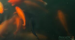 Pesci rossi che nuotano nel lago