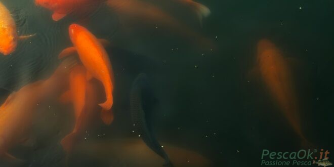 Pesci rossi che nuotano nel lago