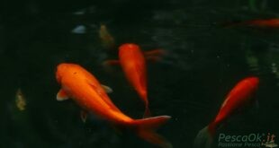 Pesci rossi in acqua