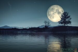 Chiaro di luna su un corso d'acqua con alberi al buio.
