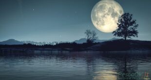 Chiaro di luna su un corso d'acqua con alberi al buio.