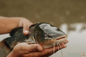 Pesce siluro nel Garda
