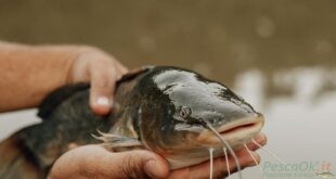 Pesce siluro nel Garda