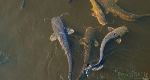 pesce siluro di colore scuro e infestante.
