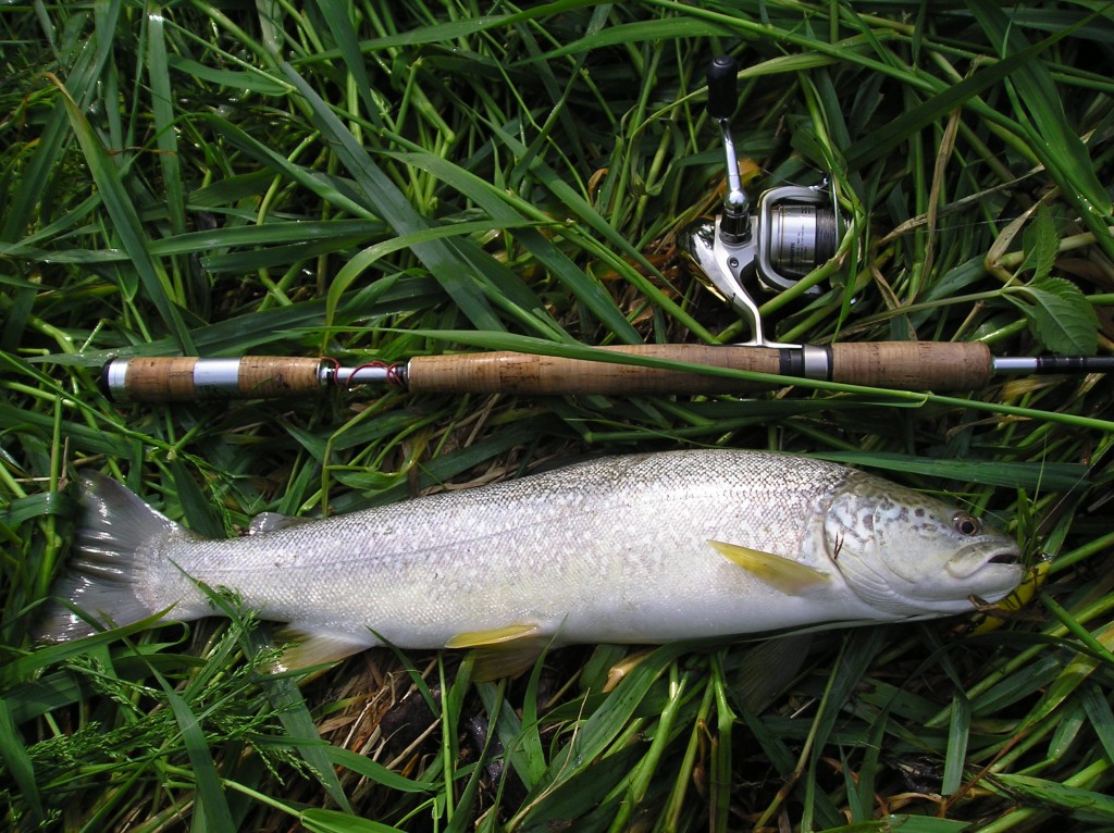 Una trota marmorate pescata nell'Adige.